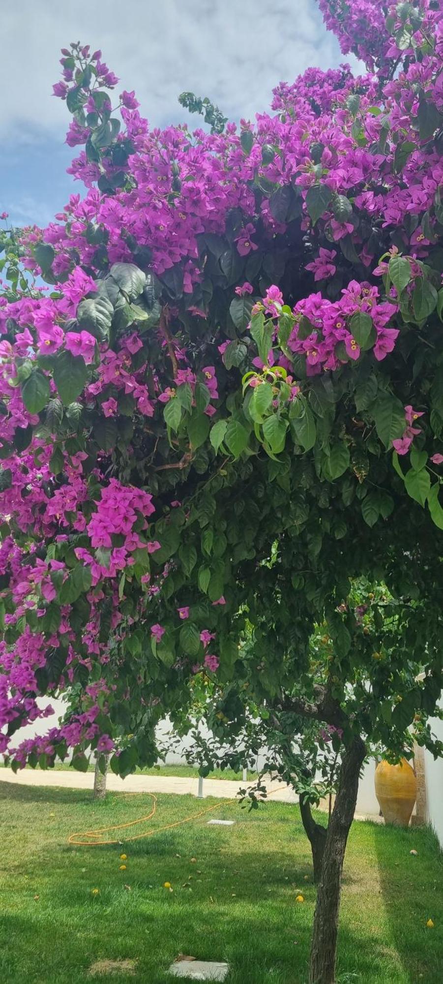 Villa Guajira Bari Dış mekan fotoğraf