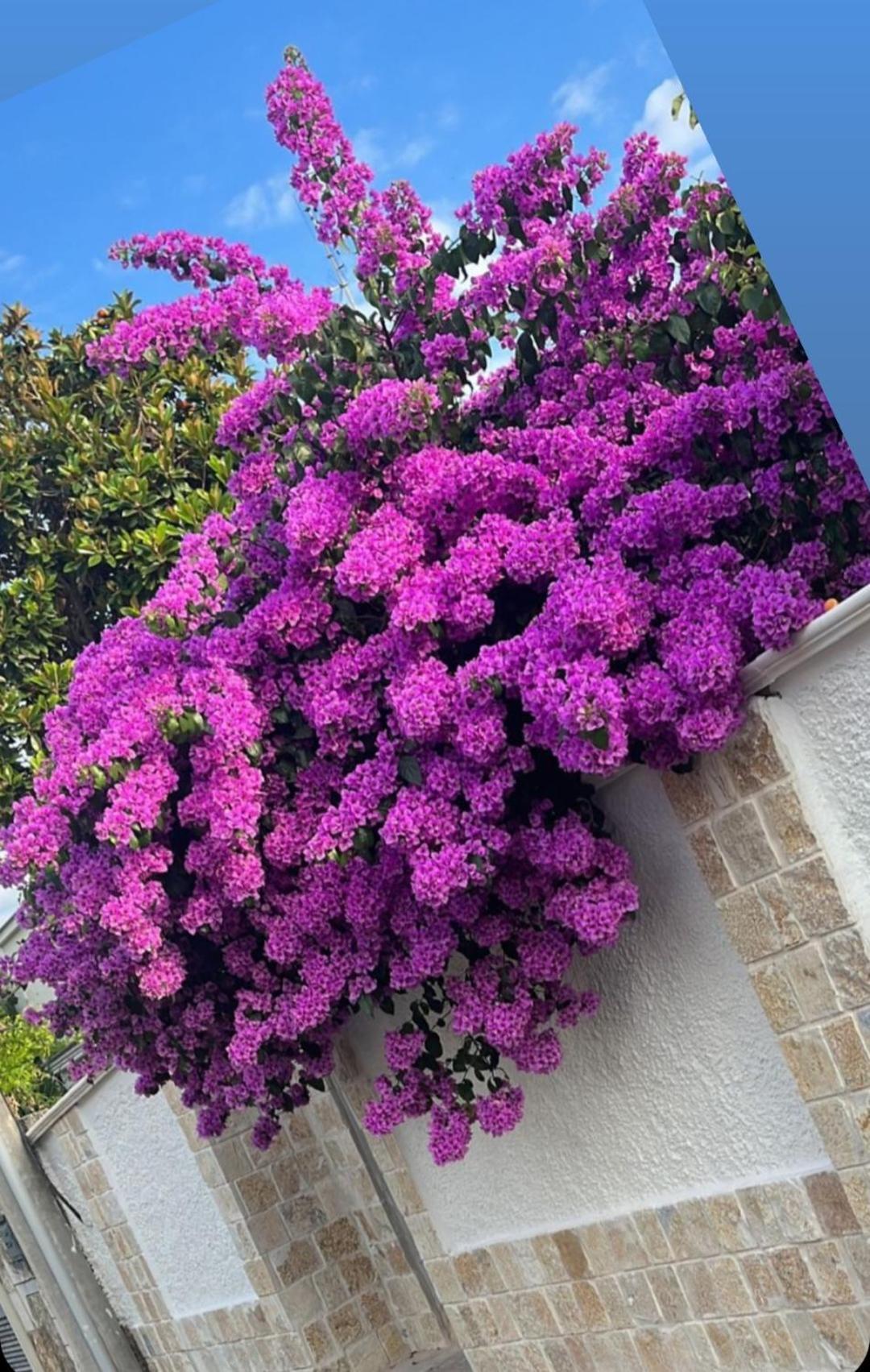 Villa Guajira Bari Dış mekan fotoğraf